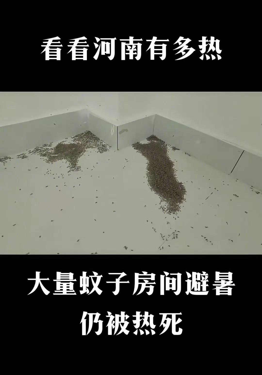 河南蚊子被热死 ber？河南得多热，连蚊子都活不下去了[哆啦A梦害怕] ​​​