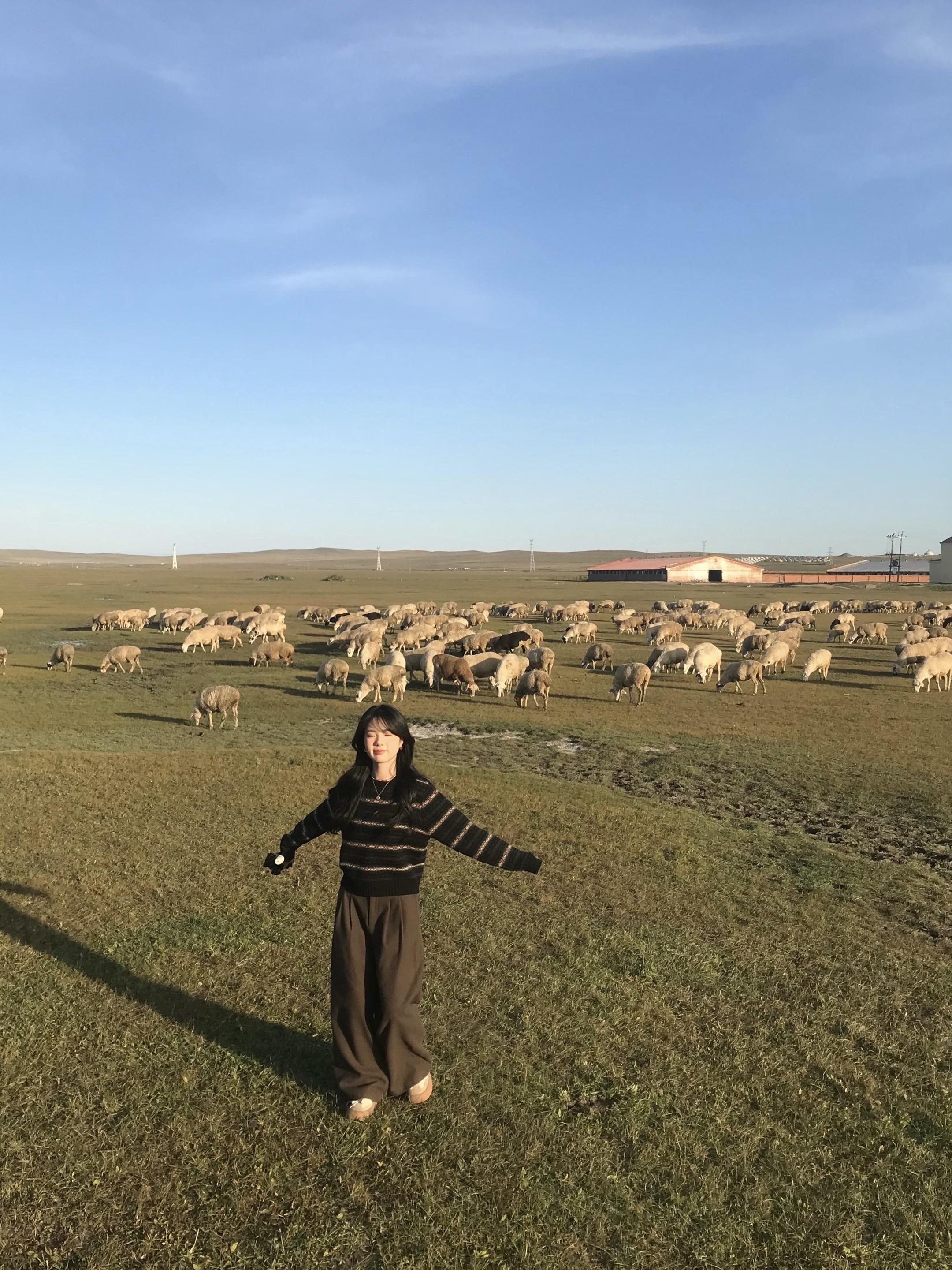 草原 日落 羊群