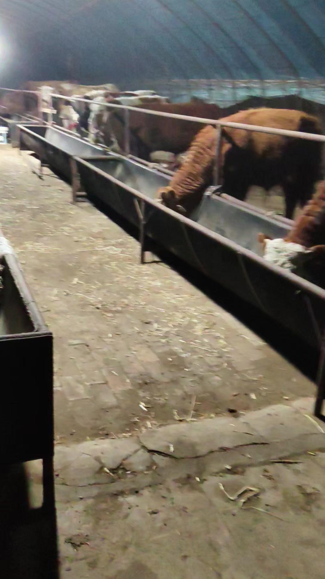 现在买牛可太难了！卖牛的个个都是“大爷”，不管小母牛还是大母牛，价格都噌噌上涨，