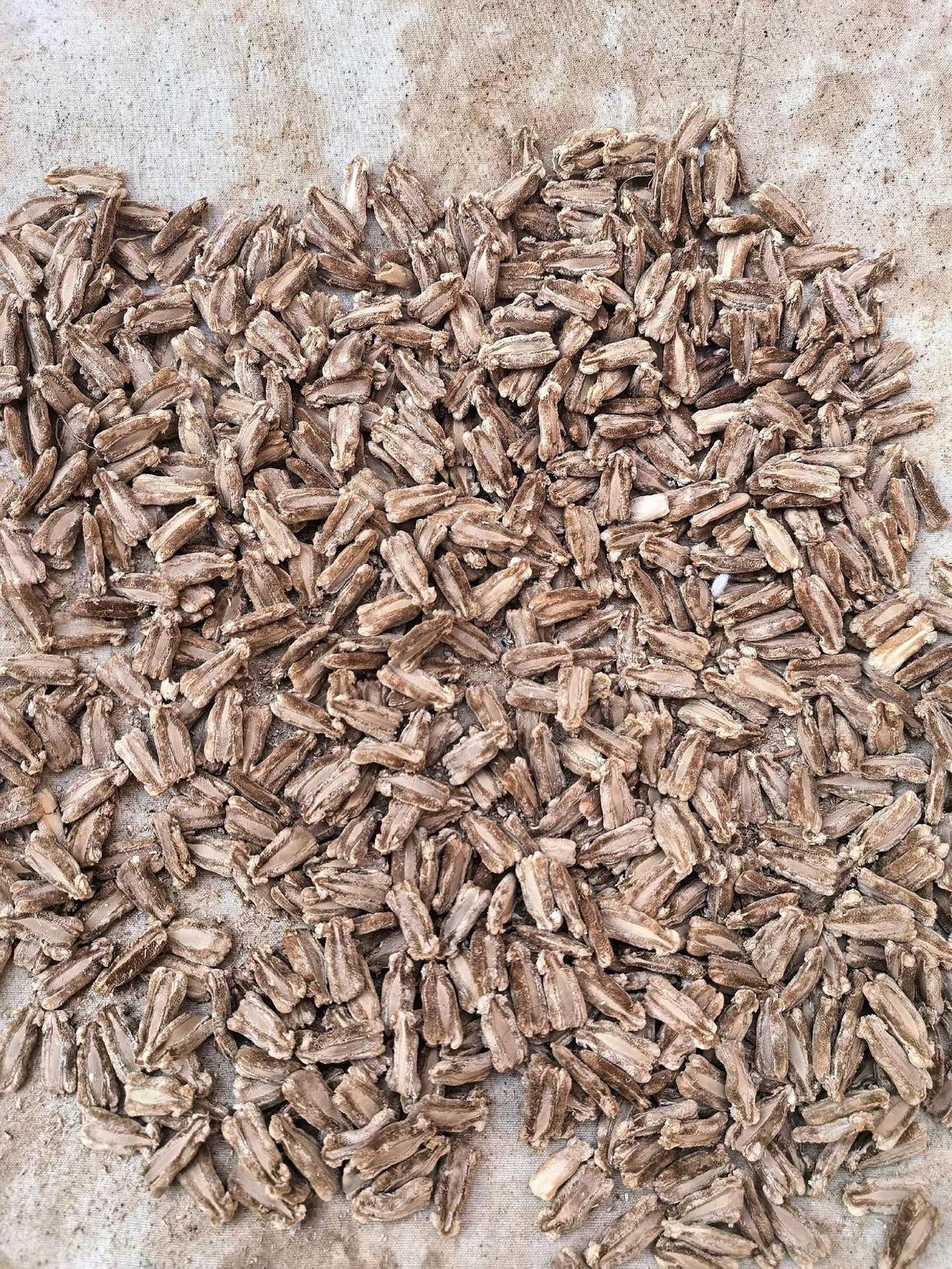 真材实料生物颗粒
