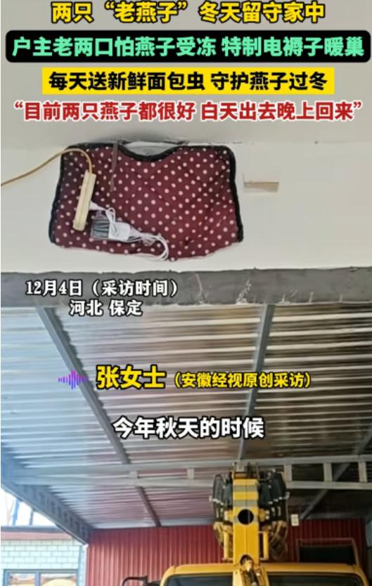 河北，两只“老燕子”无力南飞，留户主家过冬。没想到，户主老两口给两只燕子买了电褥