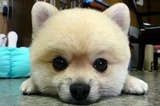 MiiZooie