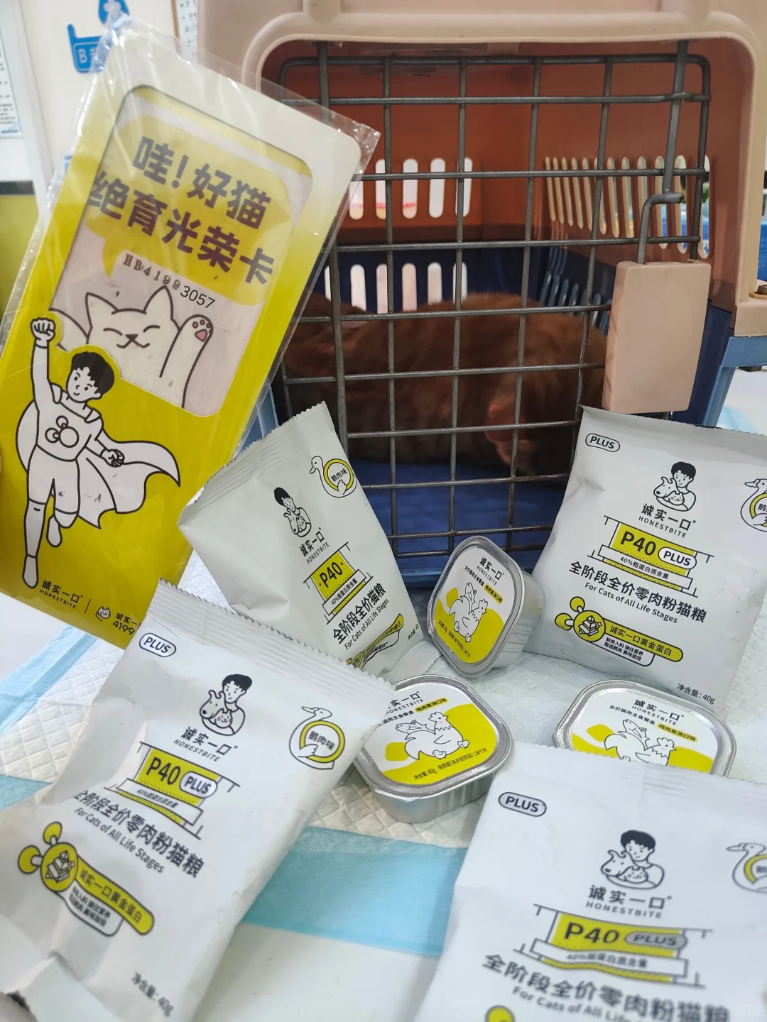 小橙子🍊今天也是美美远离生育之苦啦！
宝宝真的是个又谨慎又可爱的小猫～不敢想象...