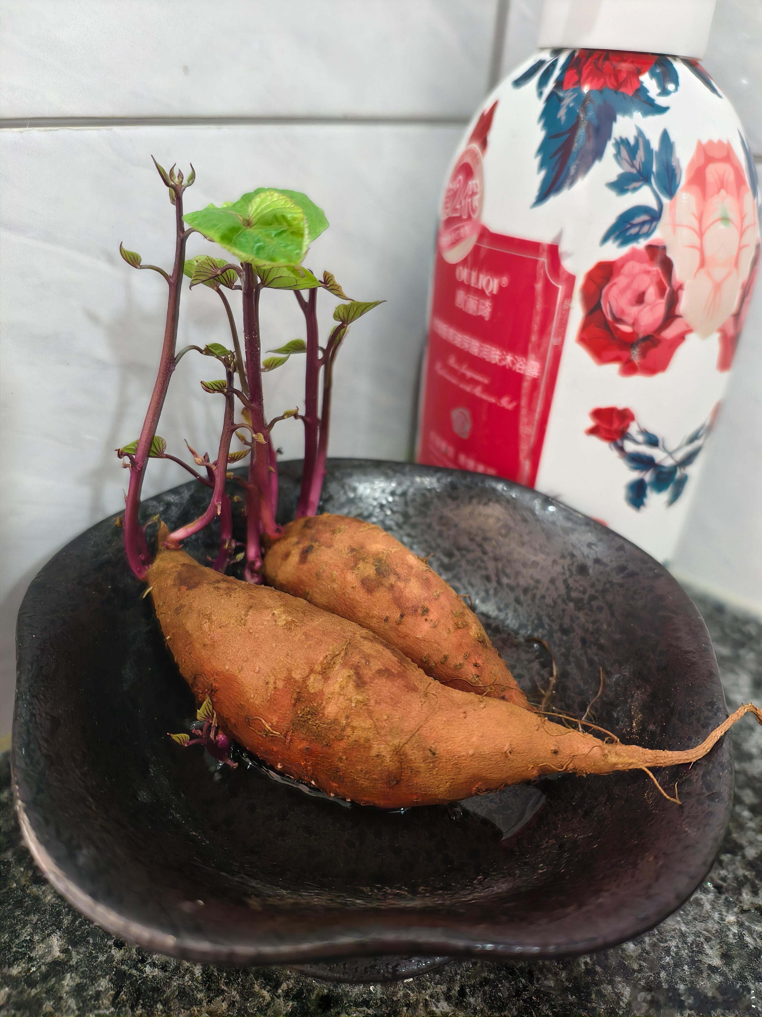 去餐厅吃饭，见到厕所旁的洗手盆，有个盆栽很眼熟，这是食材发芽了，转岗做盆栽，物尽
