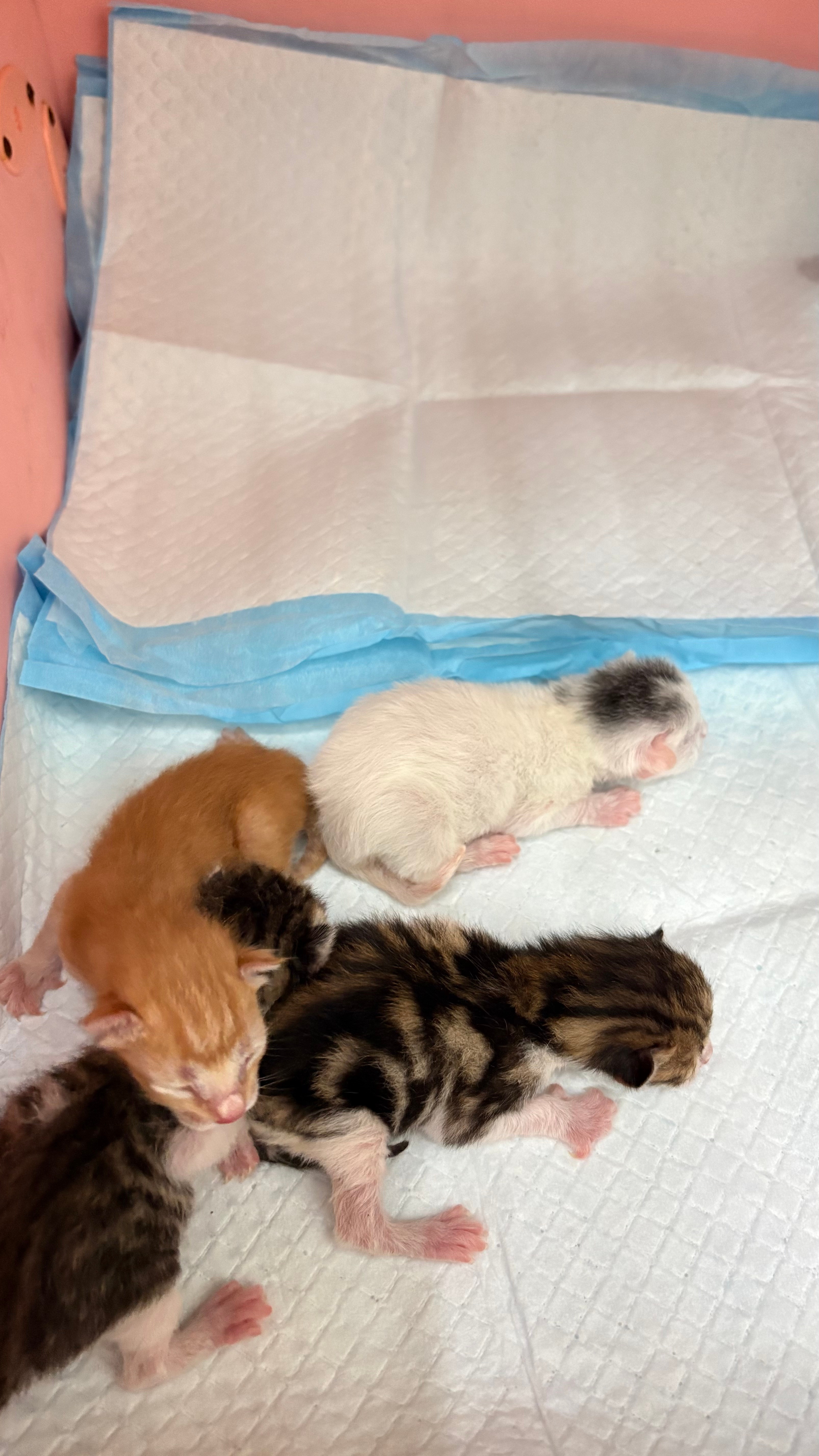 大喜讯，大喜讯。 兰兰生了。 生了4个健康的宝宝。。。。深圳领养流浪猫