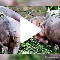 【戴占军】画中话【在水一方】拍摄于肯尼亚纳瓦沙湖畔  网页链接  （使用App创