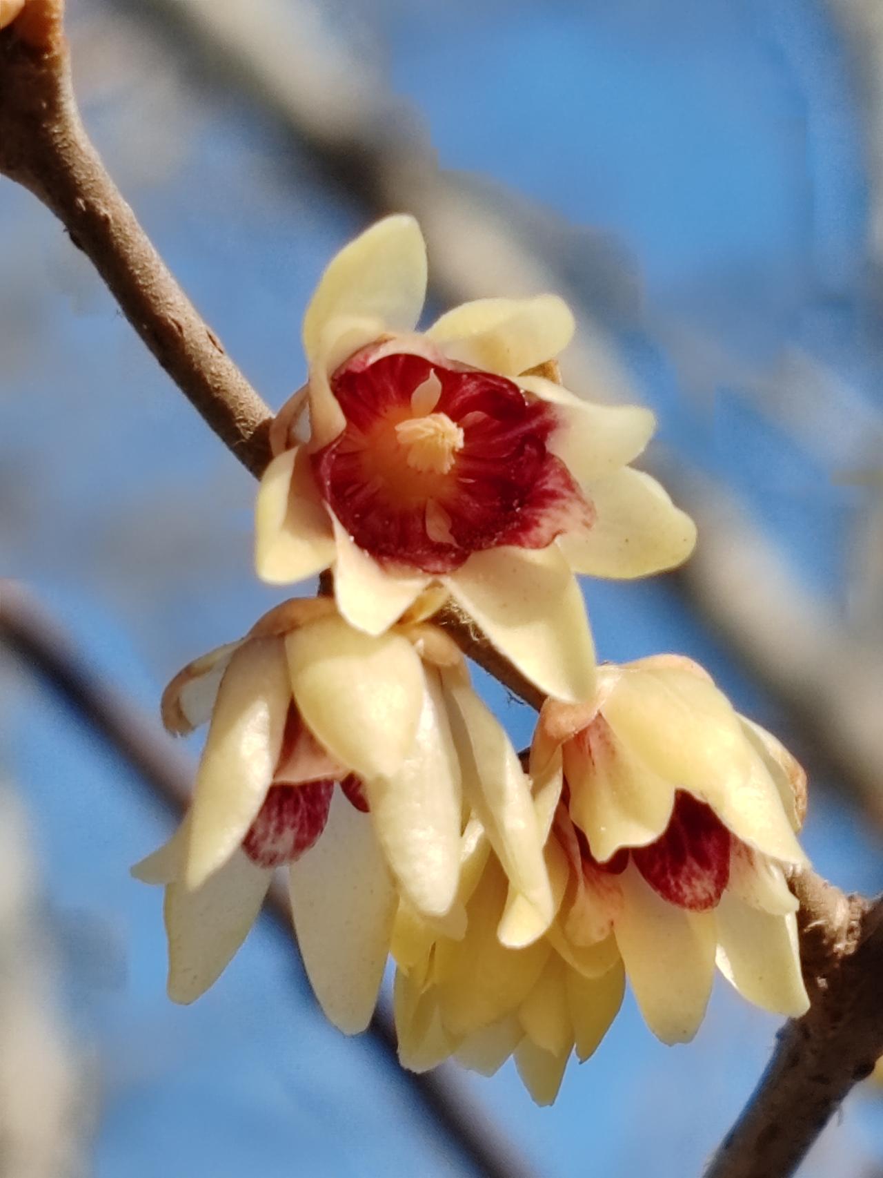 晒图笔记大赛春赏梅景。