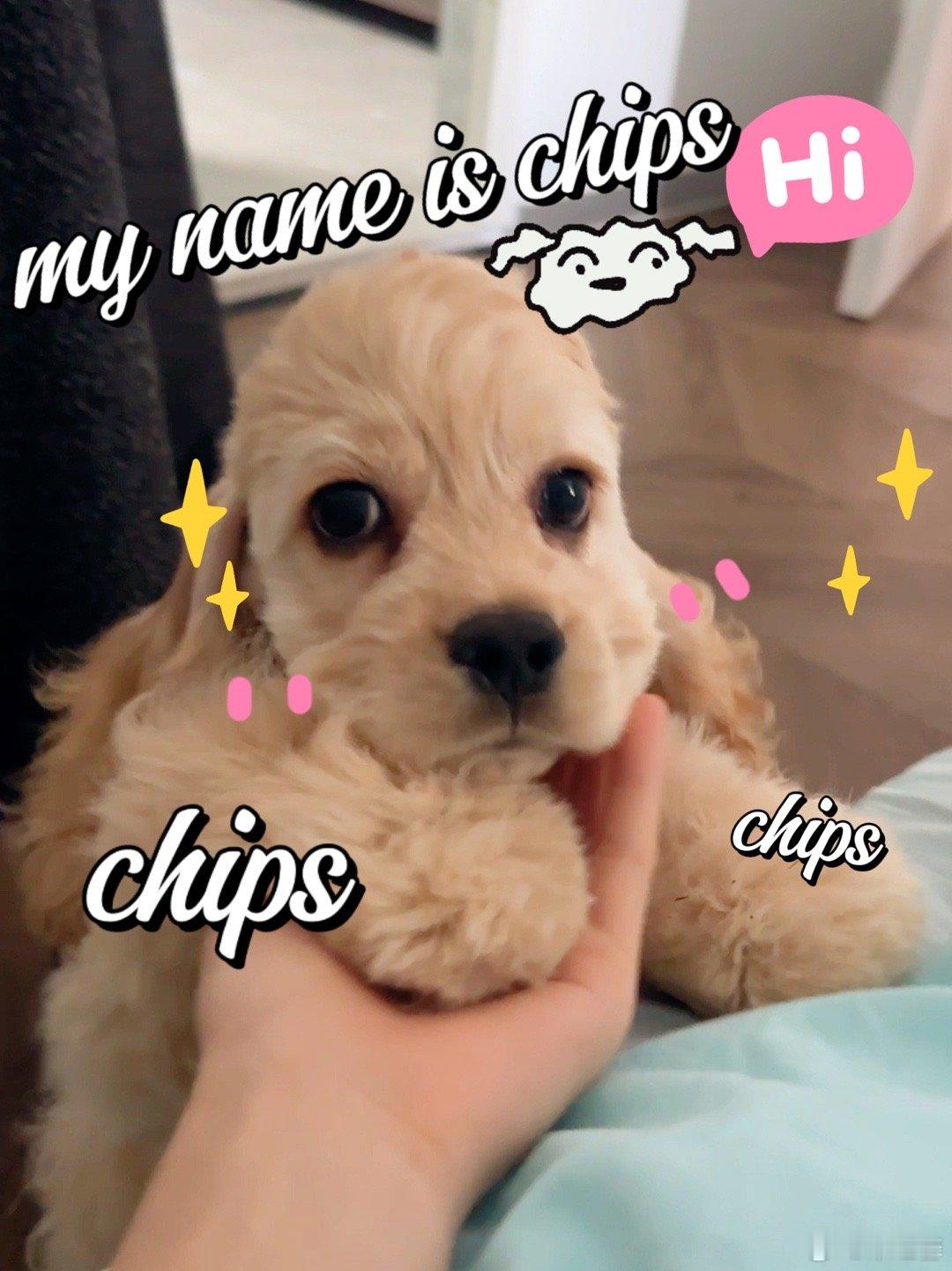 谁家小狗狗这么cute—原来是我家的薯条呀[喵喵][二哈][doge][喵喵][