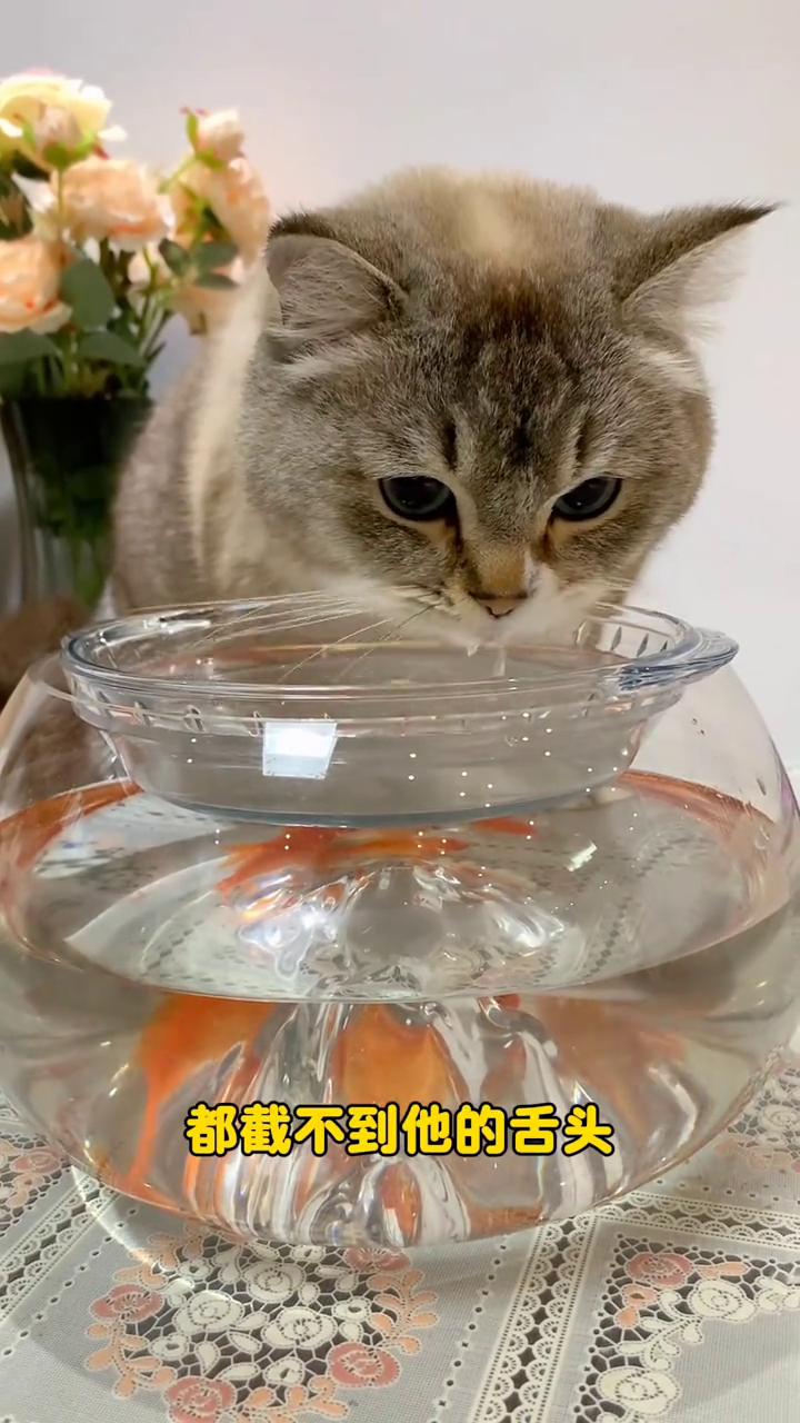 听说小猫咪在喝水的时候不管怎么截屏都截不到它的舌头，我试了好几次发现果然是这样，