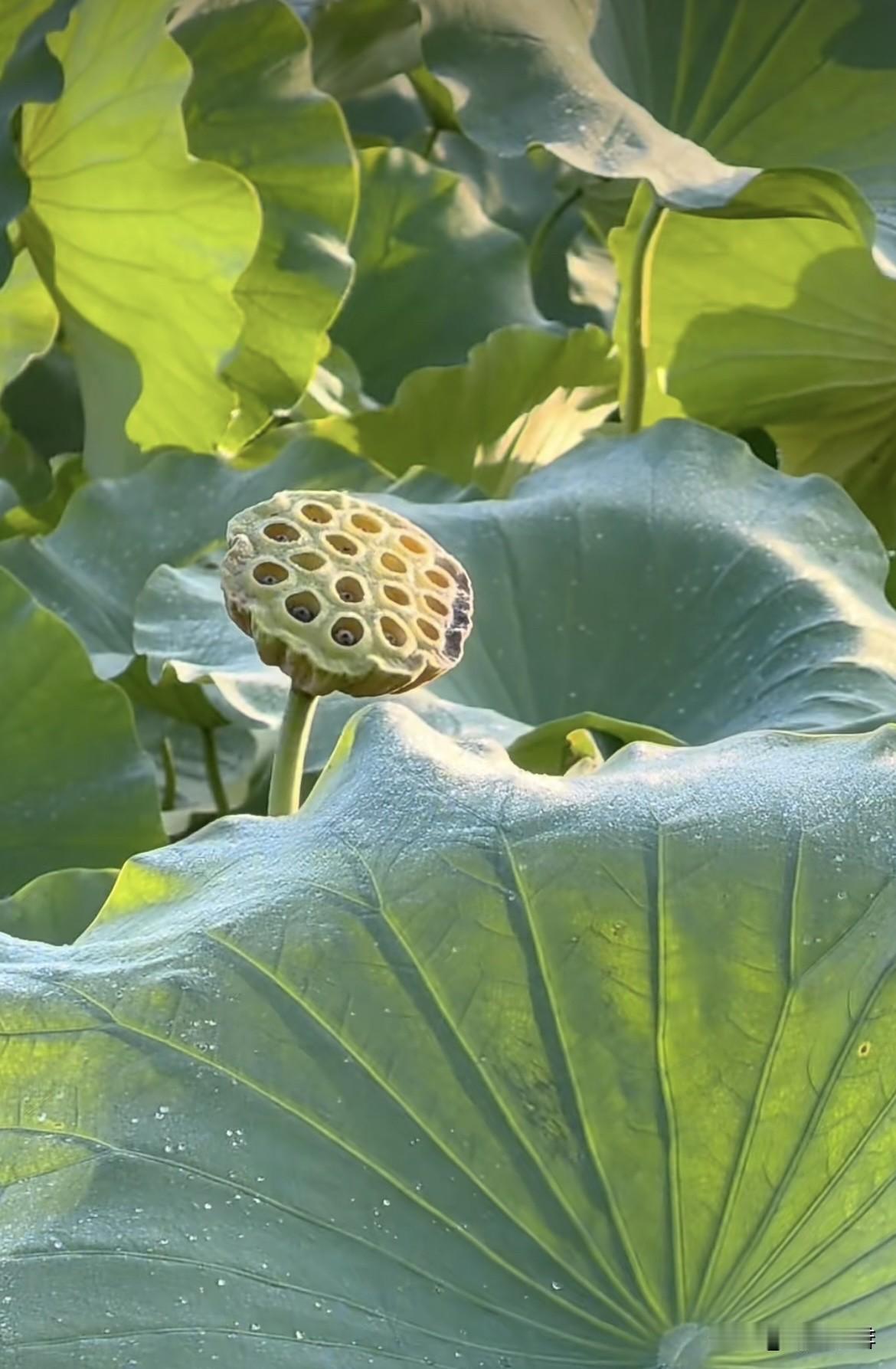 秋风轻拂荷塘，柳叶垂落清波。
秋荷还留着几分温柔，
愿我们日子清净，平安喜乐，