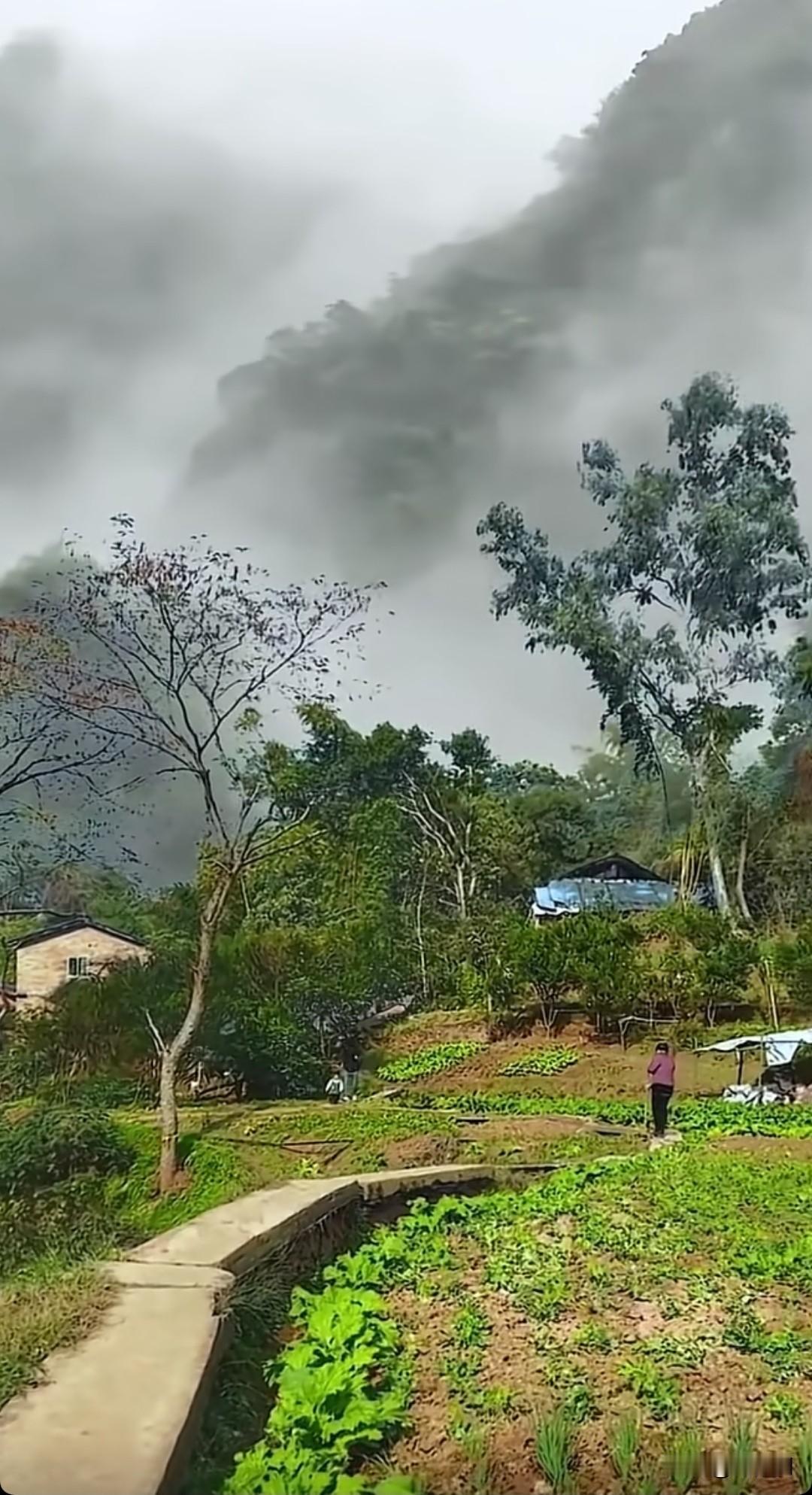 七律•游园净怀
闲步芳园晓露轻，
俗尘暂卸一身轻。
风牵柳袖拂心垢，
鸟落桃梢送