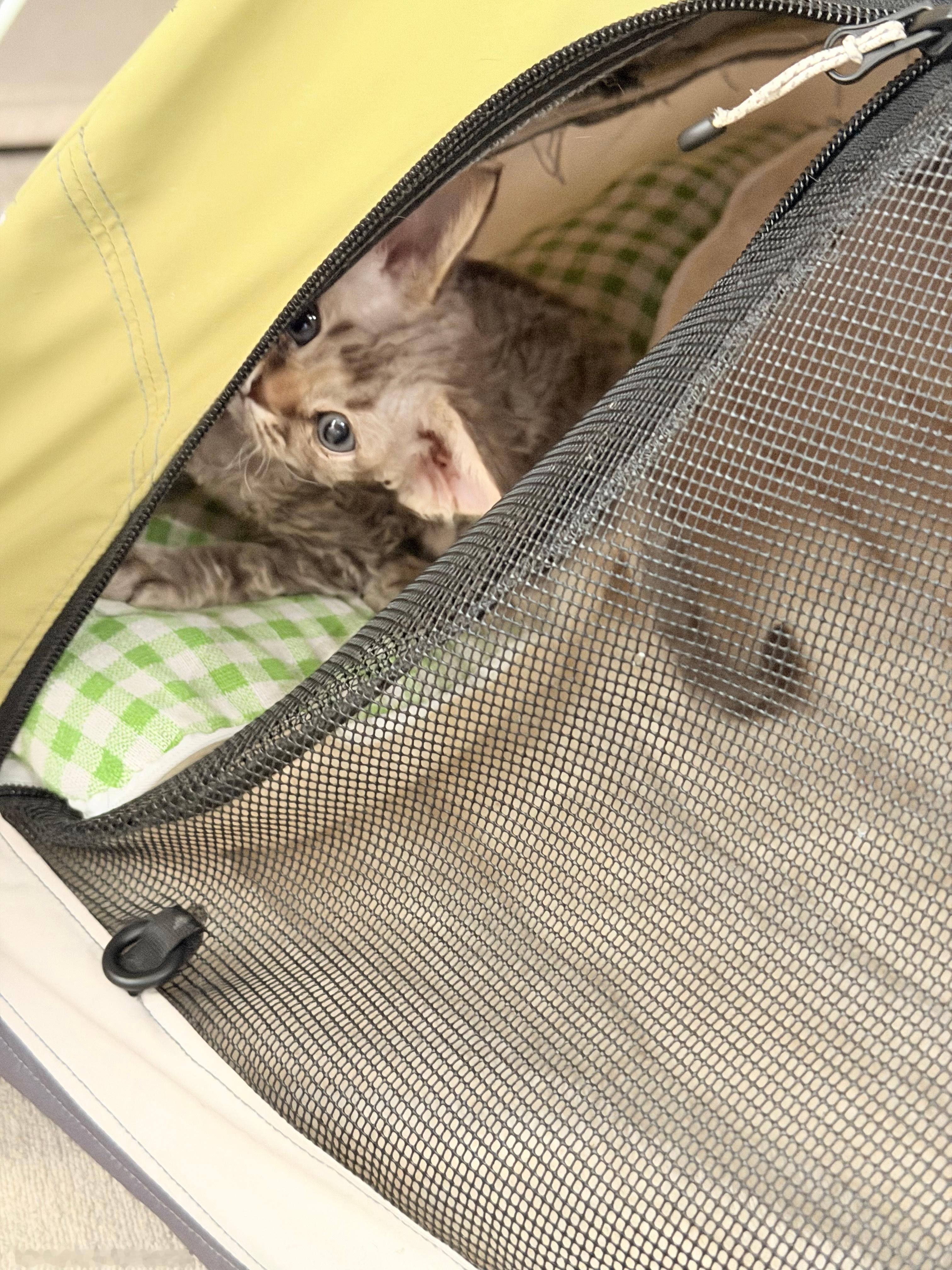 怎么会有这么可爱的小猫咪呀！ ​​​