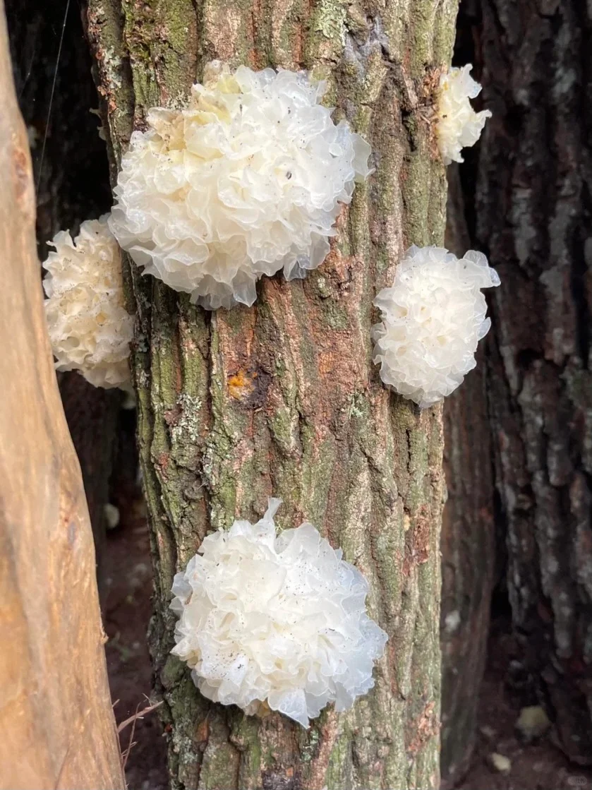 吃了太多椴木银耳的后果❗️