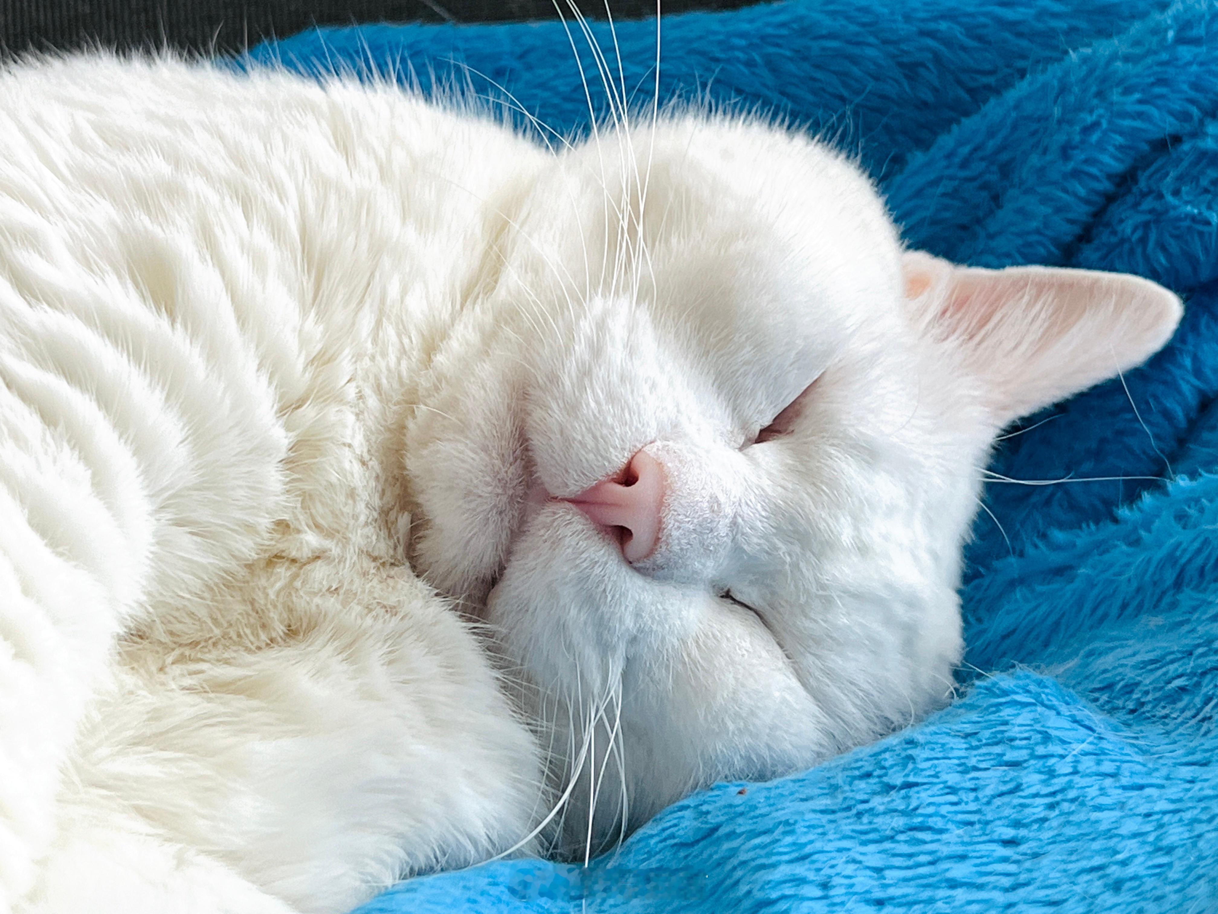 老寶真香🌸 ​​​