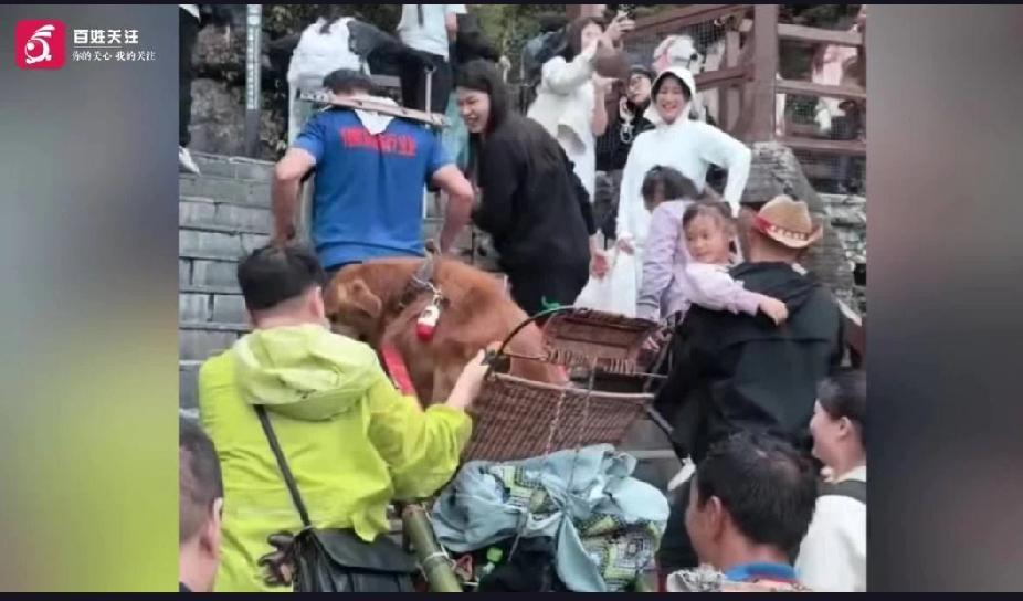 轿夫抬狗上山，是宠物优待还是资源浪费？这一事件近日在湖北恩施大峡谷引发了广泛争议