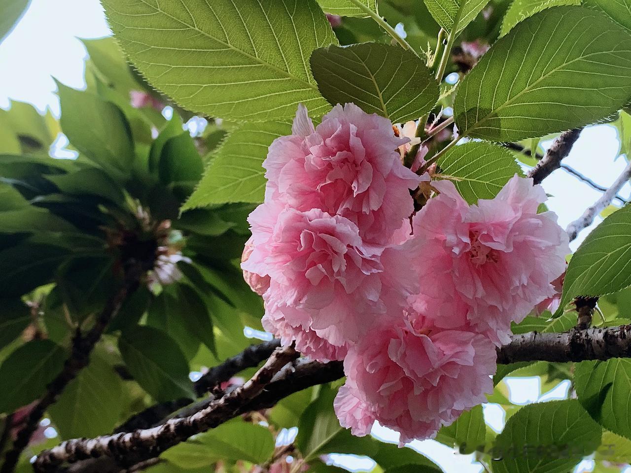 #分享一张你们拍的春天#