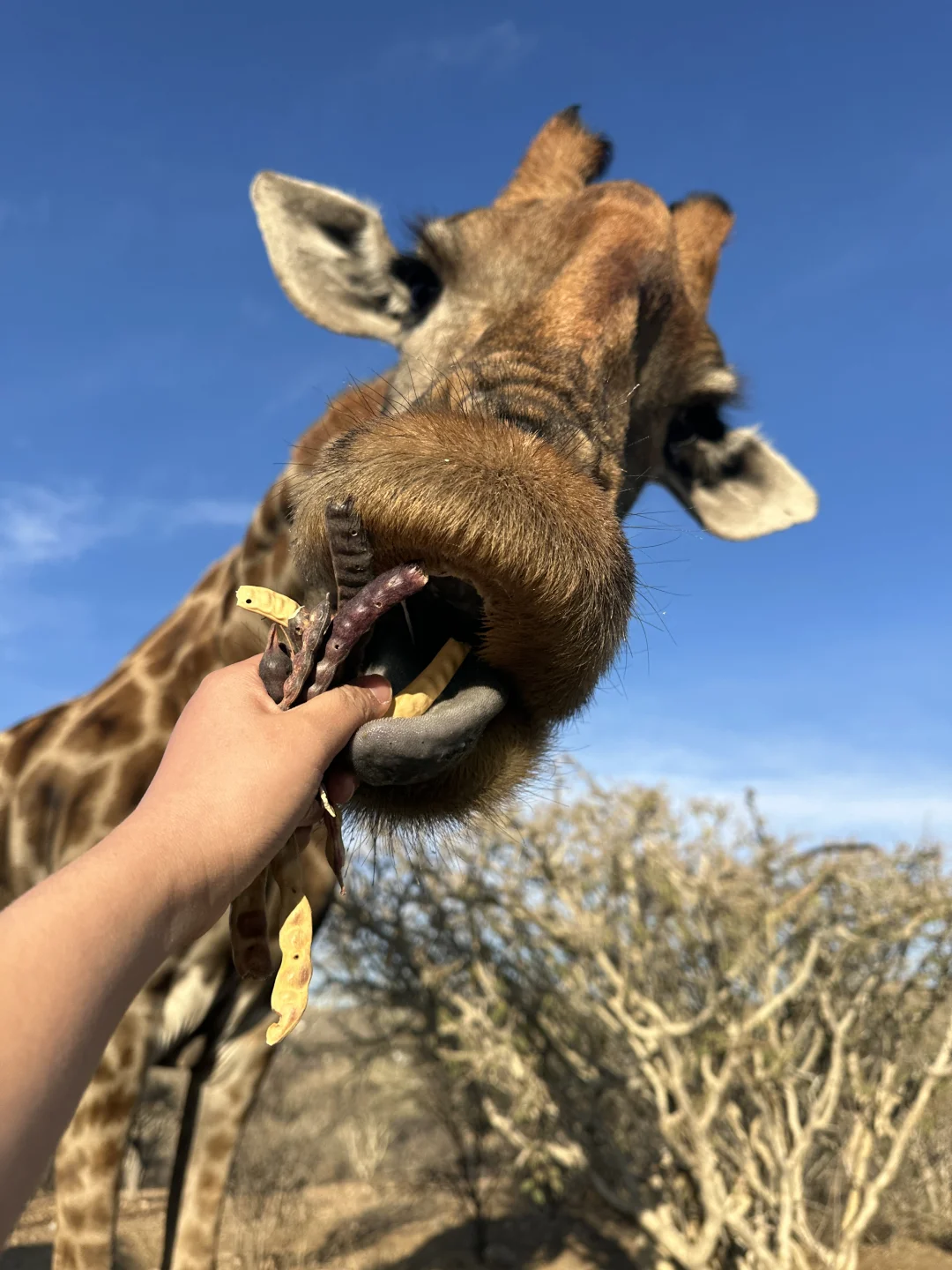 哈哈哈哈哈好可爱🦒会动哦！