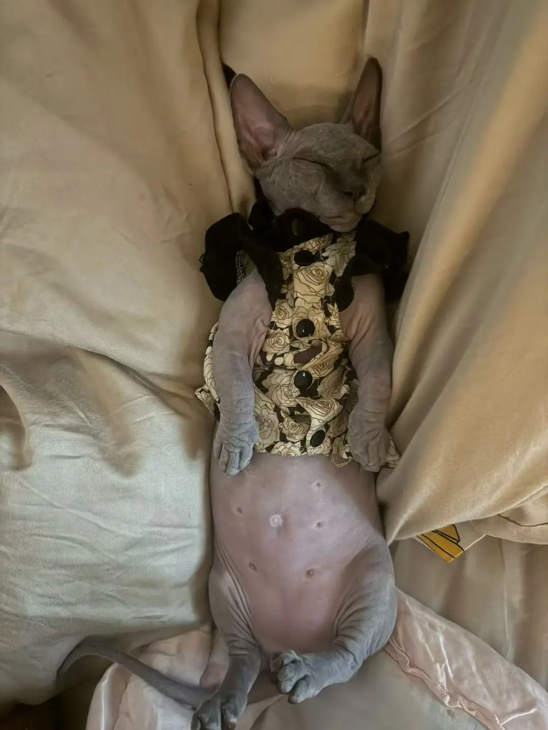 无毛猫 比鲁斯大人