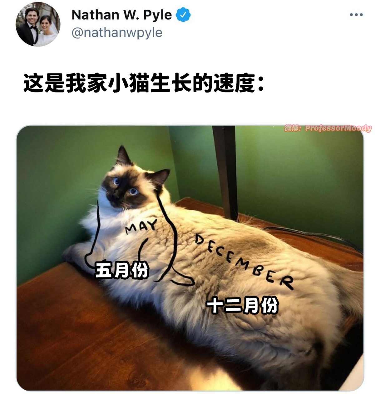 巨大化小猫！ meme  /  