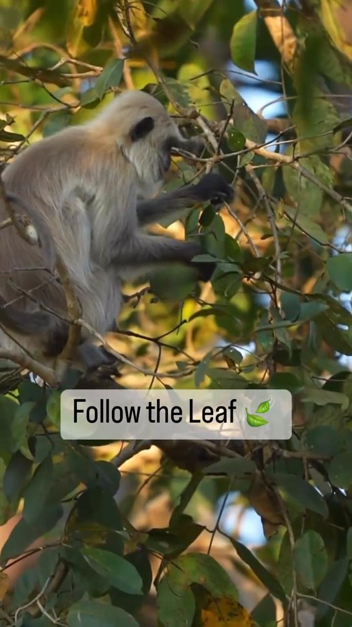 Follow the Leaf。