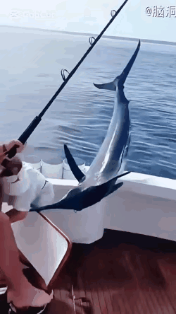 这种鱼的嘴巴真是够尖的了，有点像独角鲸一样，在大海上垂钓这种鱼，也是有一定风险的