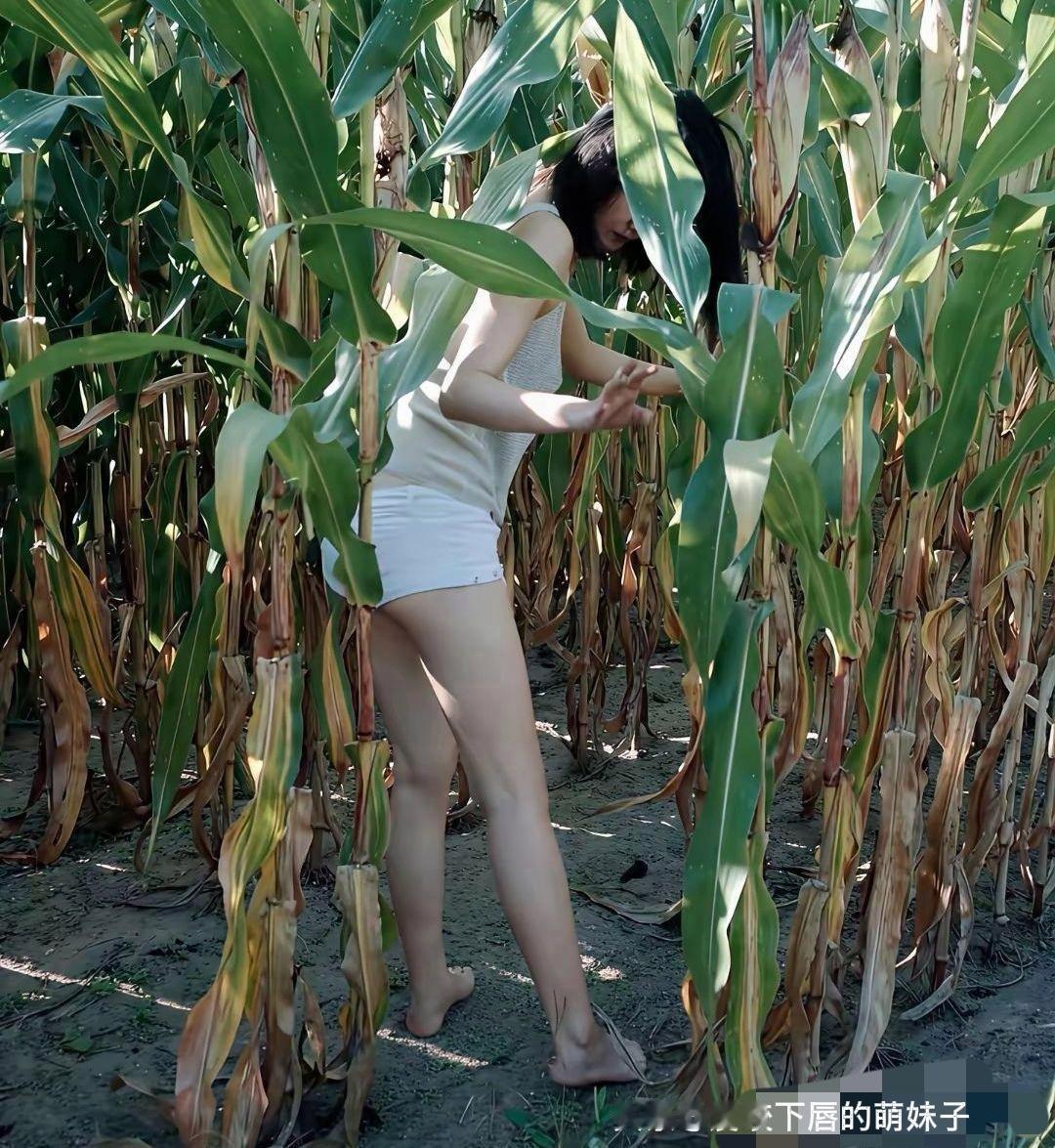 谁懂啊！家里玉米地成了“小偷目标地”，隔三差五就少几穗饱满的玉米，老妈气得拍大腿