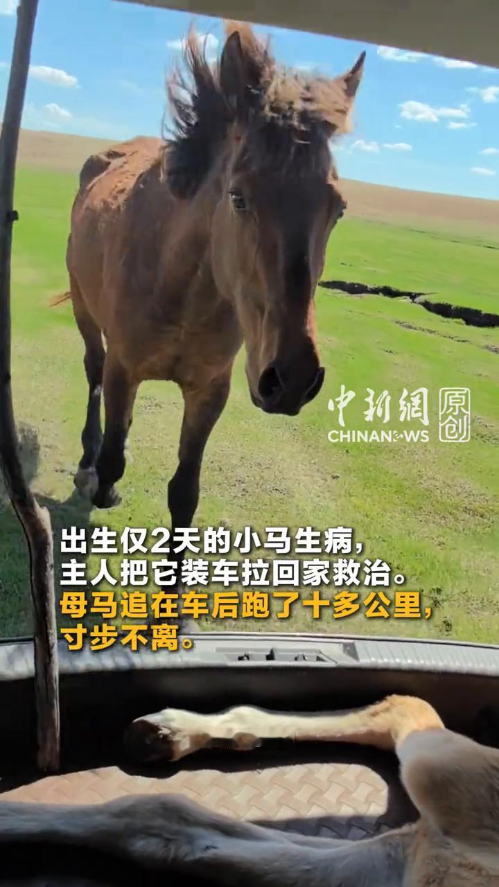 小马生病被装车拉走，母马追在车后跑了十多公里。
中新网原。
5月12号内蒙古呼伦
