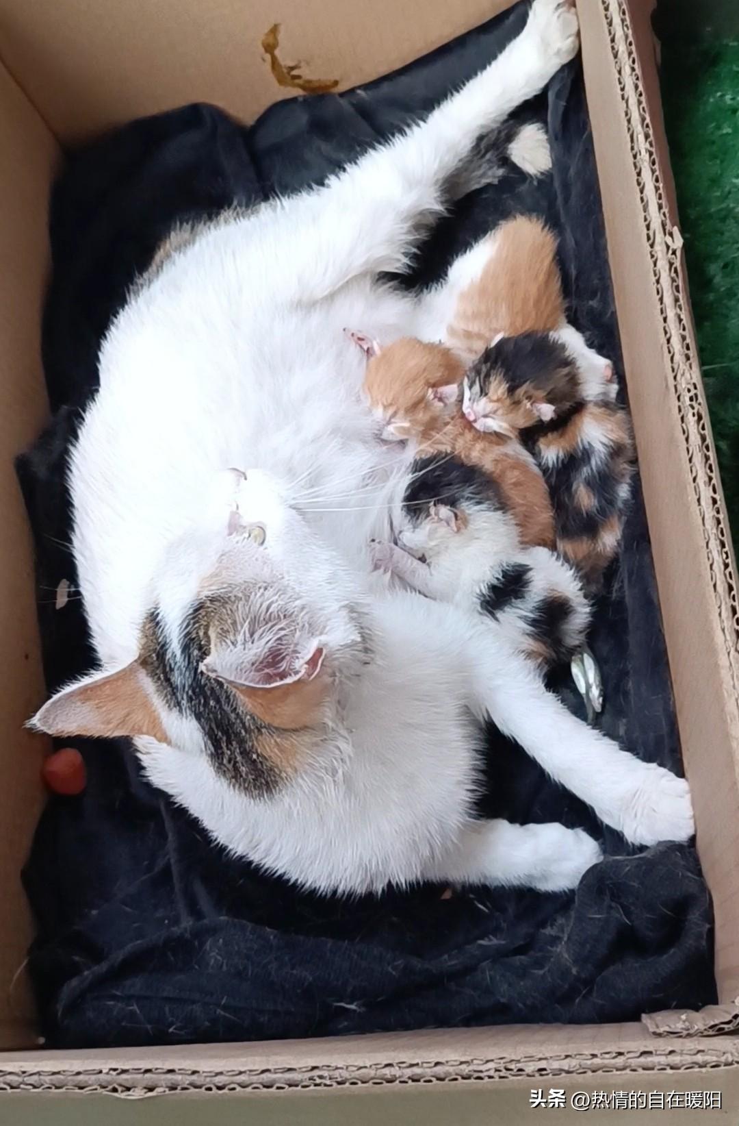 天天看旺财妈妈小作文与视频
愈发喜爱那可爱猫咪
今日也来讲个猫咪暖心故事

今日
