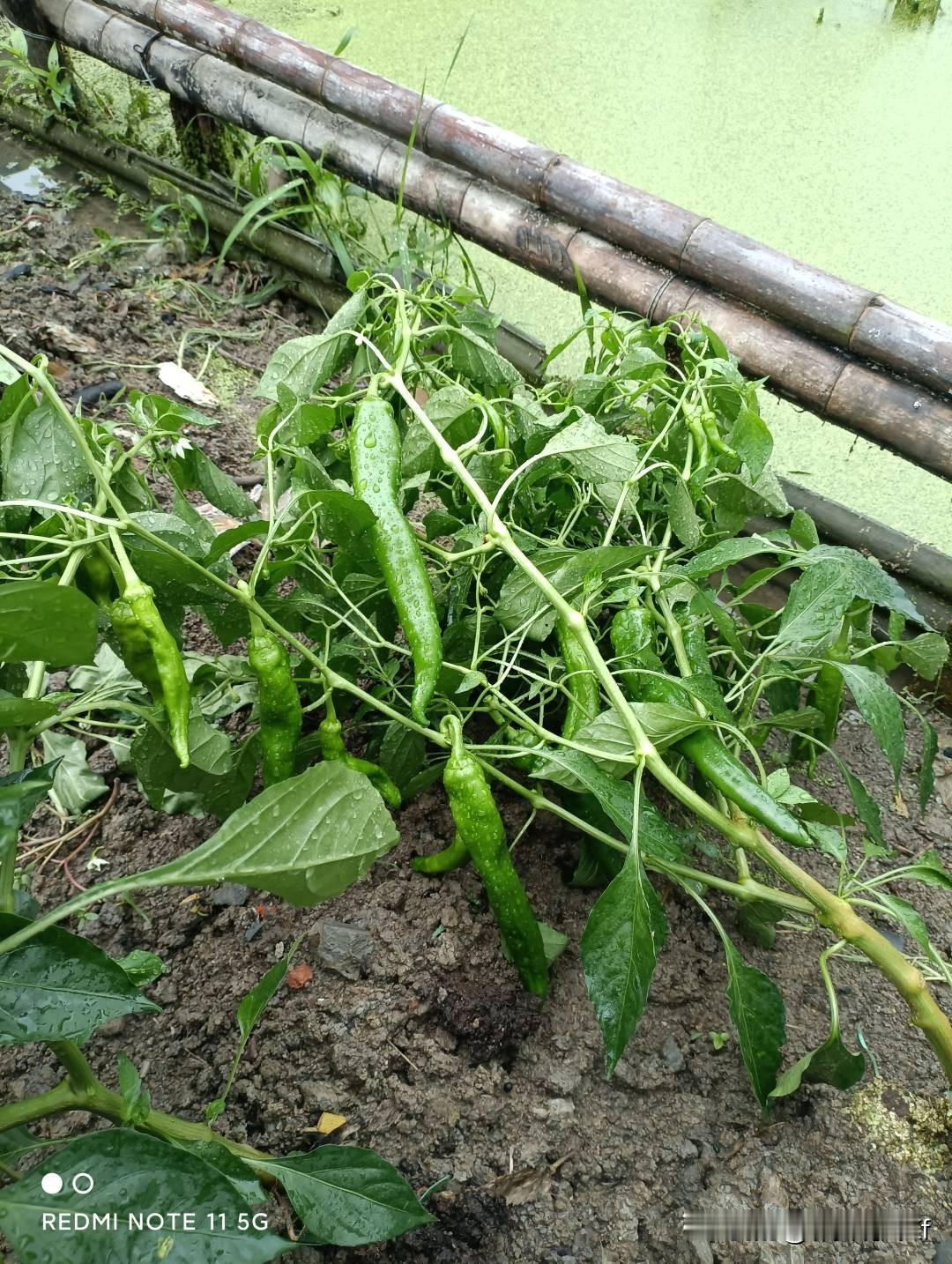 今年夏天雨水多得离谱，昨天那场大暴雨，直接把我小菜园搅和得一团糟。辣椒全被打歪，