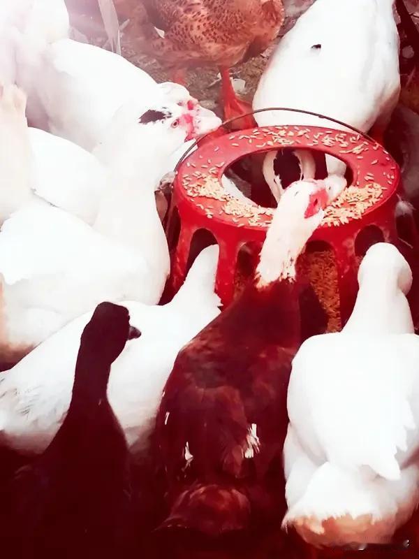 ，诚邀下联 
上联:国逢盛世江山秀;
下联:农遇丰年鸡鸭肥。
友友请展示下联 友