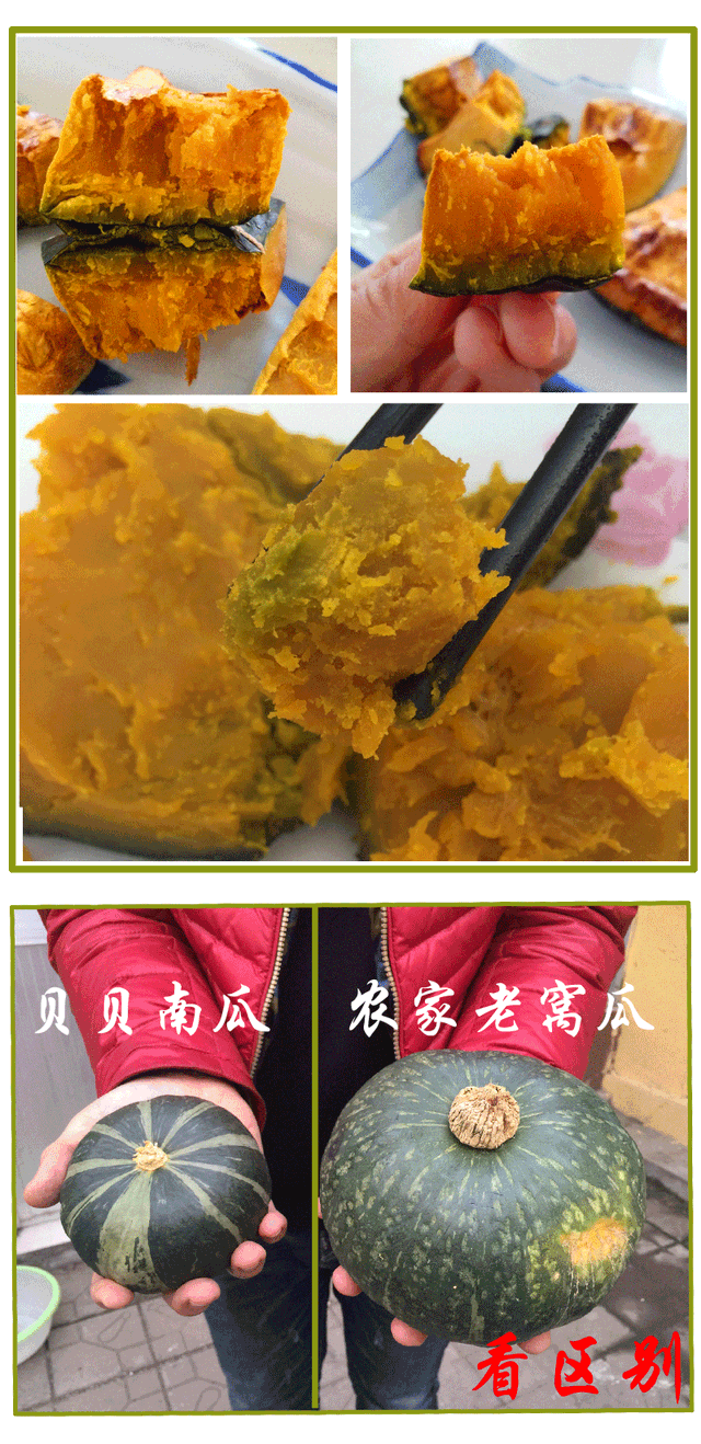 贝贝南瓜竟不是南瓜！很多人一直吃错了