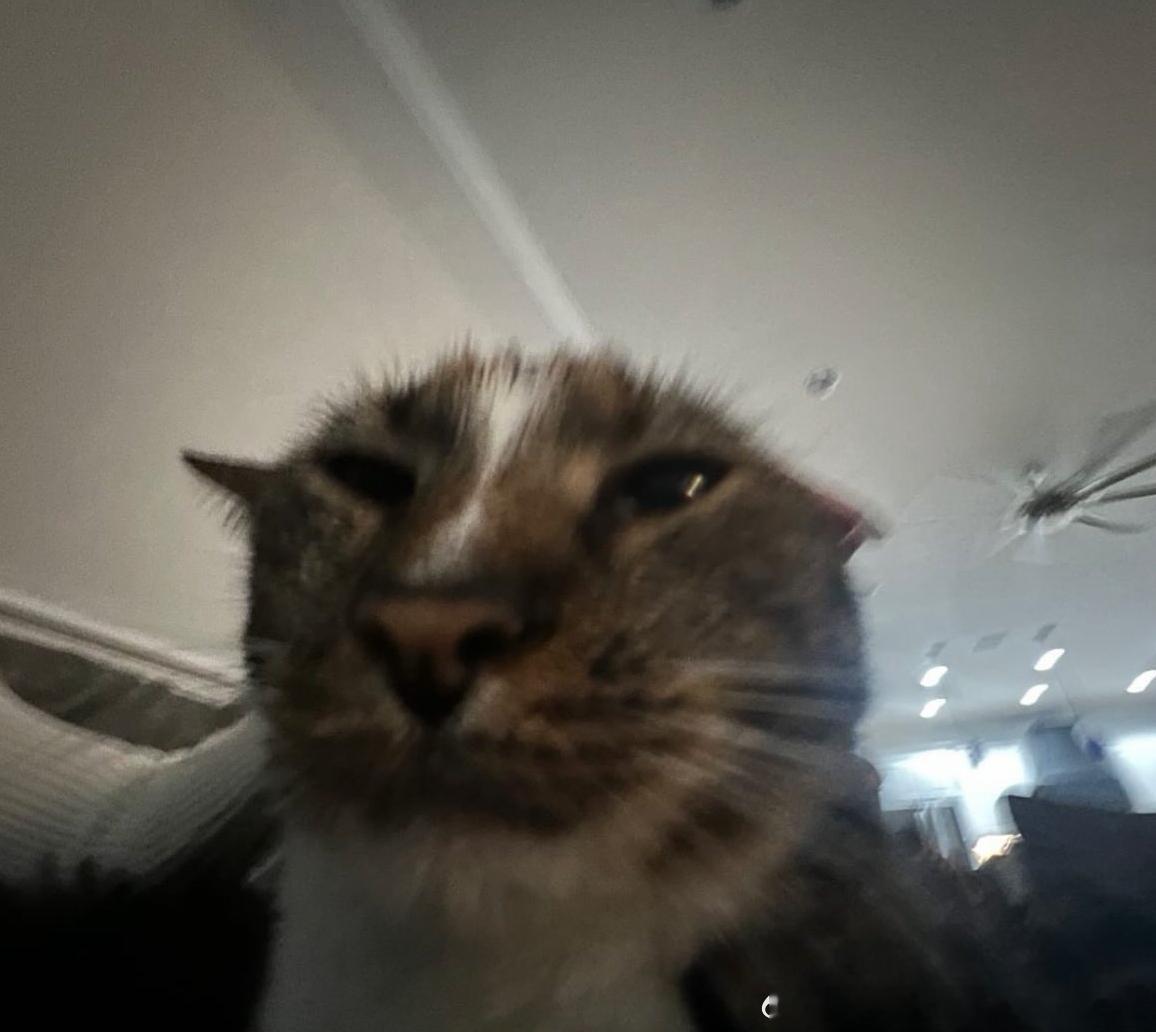 50002【丑猫】土拨鼠 