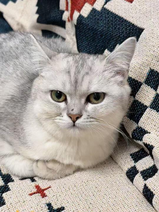 这小奶猫一看就是个乖乖猫～