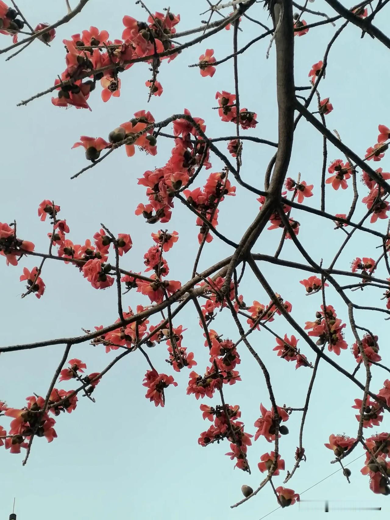 早起见花，见日
心情豁然开朗

我是品史悟事儿，感恩相遇，感恩关注[比心]