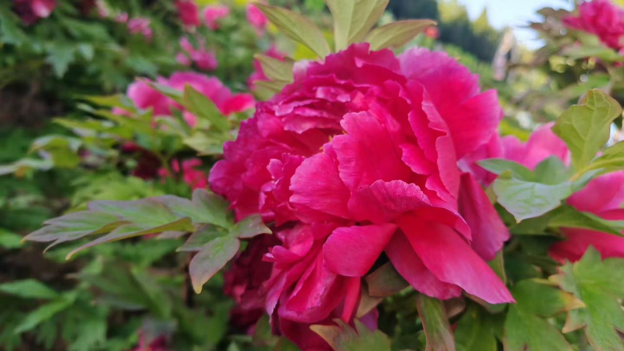 浓艳的牡丹开得热烈，层层花瓣里裹着春日最张扬的生命力，红得饱满，艳得大方，是独属