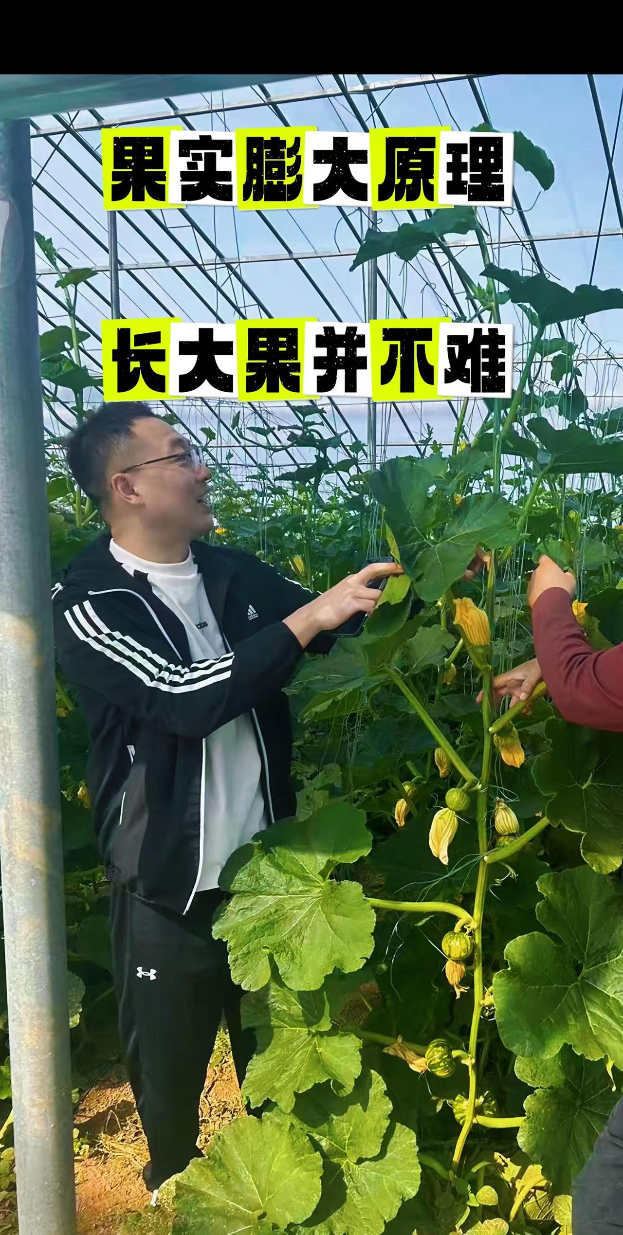 都说膨大剂膨大剂，90%的人不知道果实膨大的原理，因此更无法正确使用膨大剂！我直