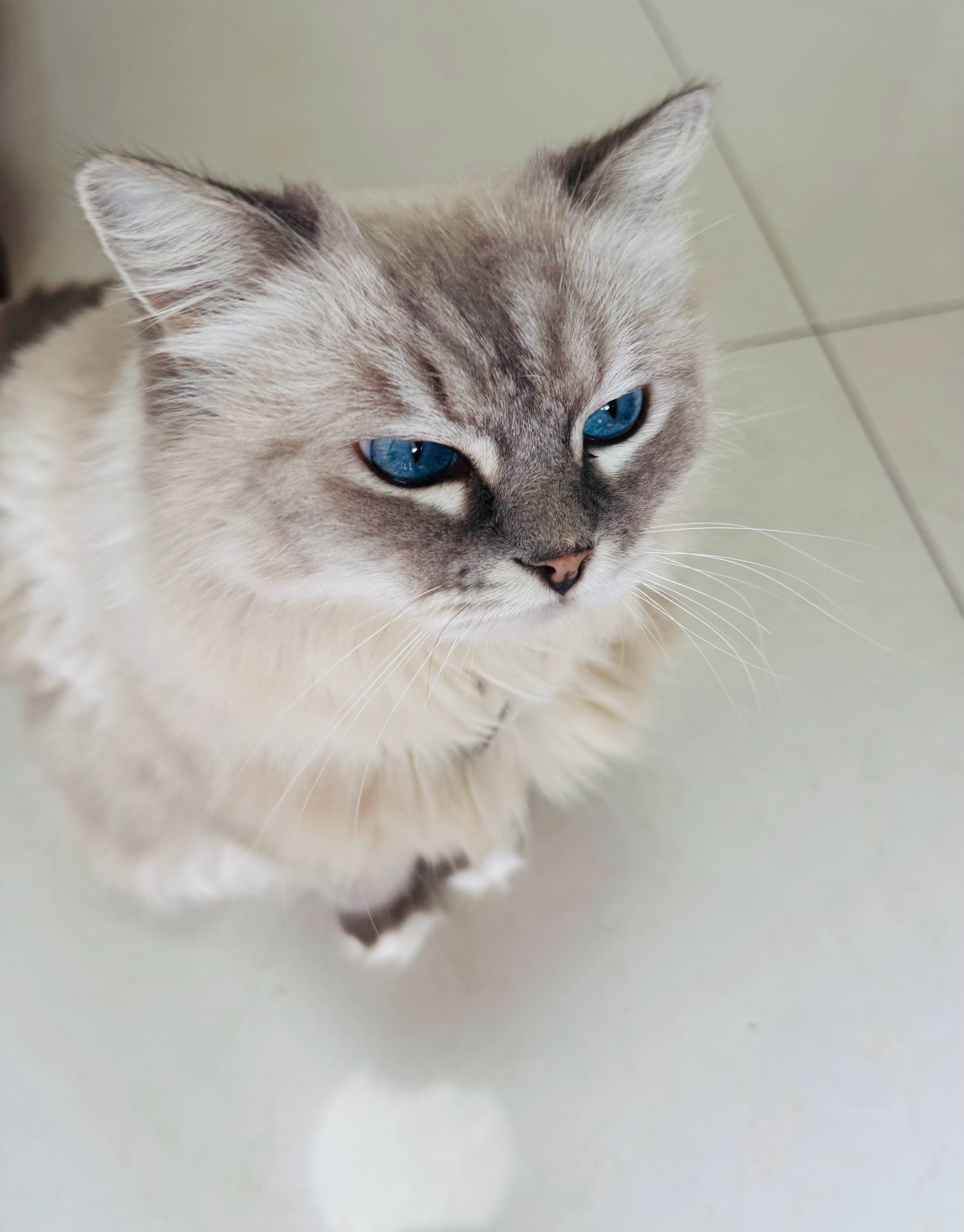 我的俩猫都是2019年出生的，到现在都七岁多了，算是中老年猫了。胖猫躺着睡觉的时
