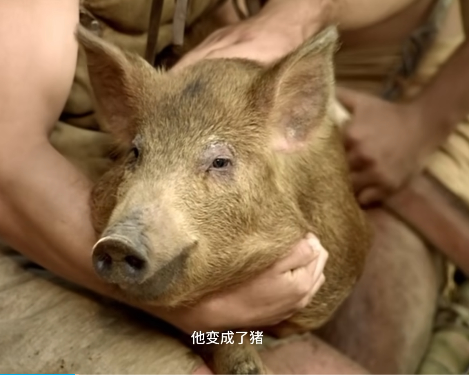 萌萌的 