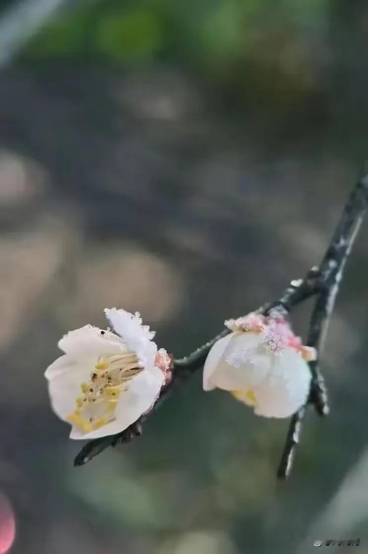 春寒料峭，梅花含笑。赠一杯热茶暖身心，予一泥炉火暖生活，送一缕阳光暖人间