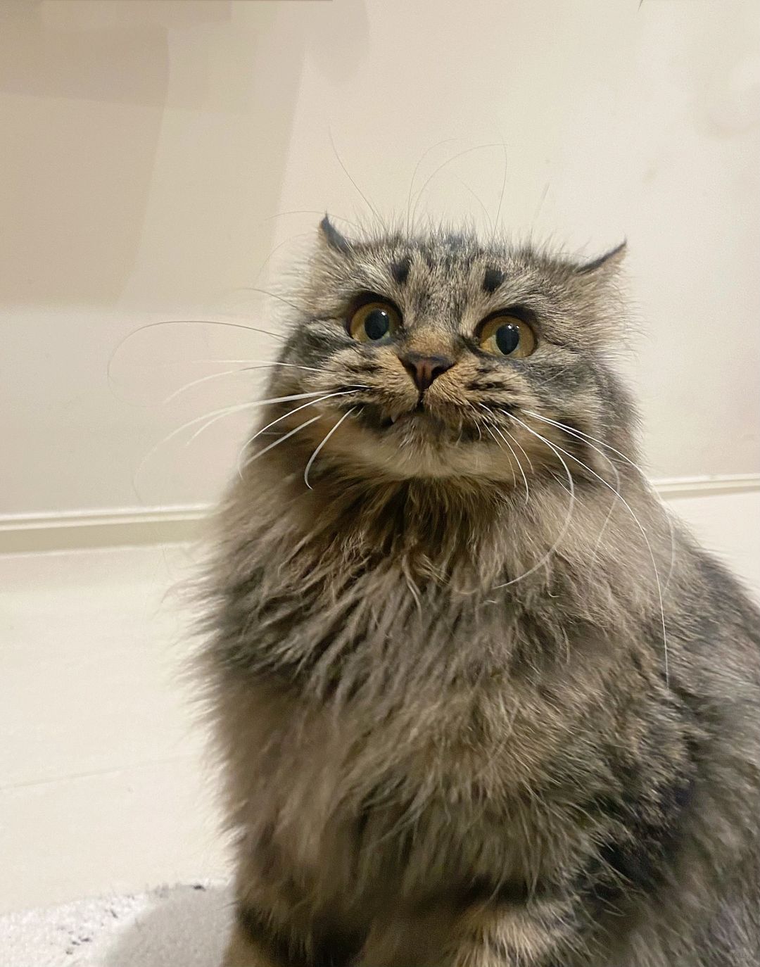 怎么会有猫长得这么像海狮