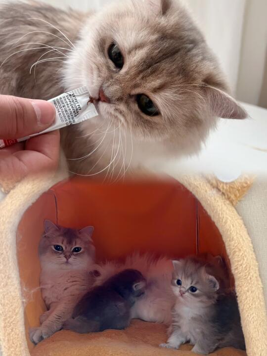 猫妈妈生产完的日常养护～～～