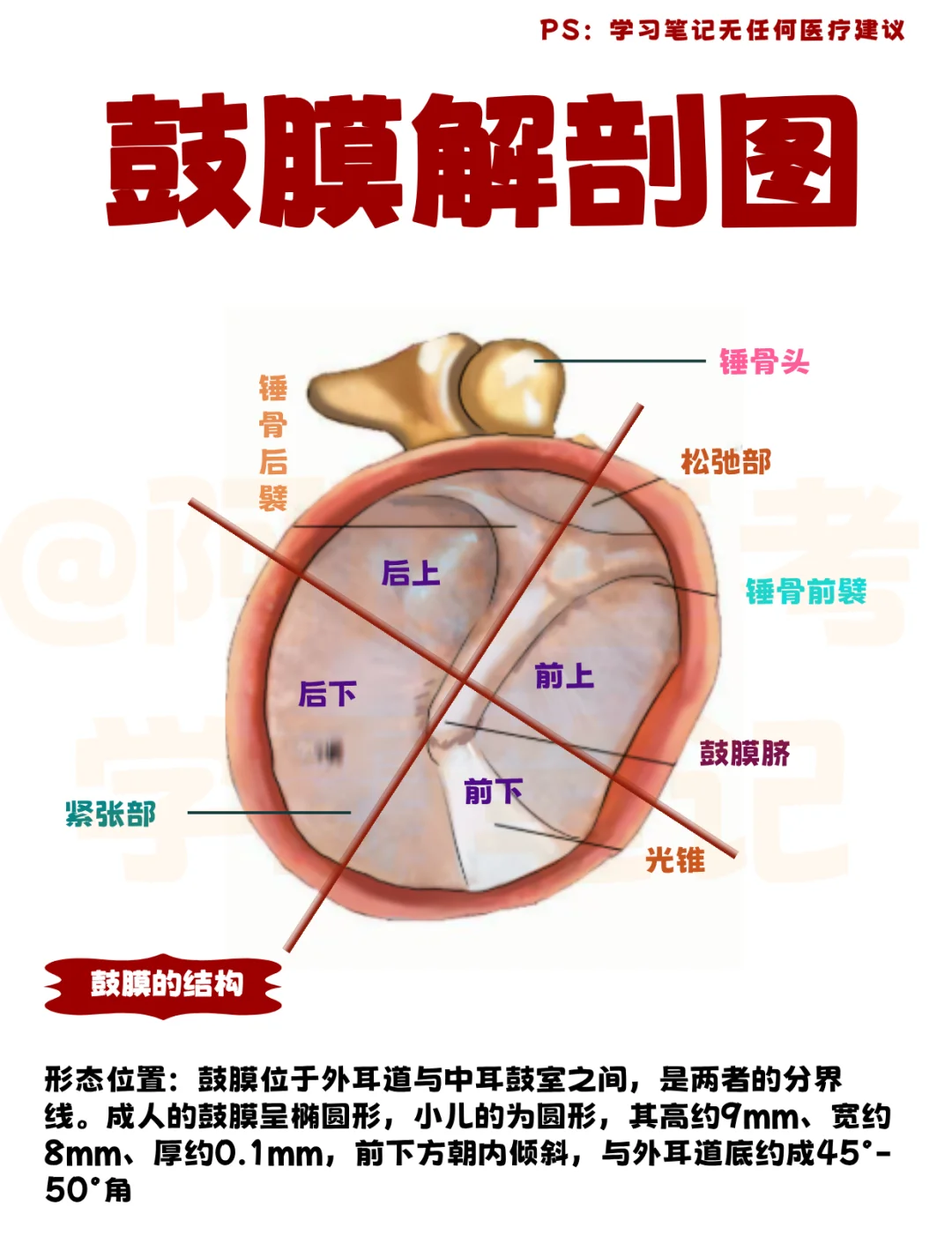 医学生笔记📒：鼓膜解剖图👆