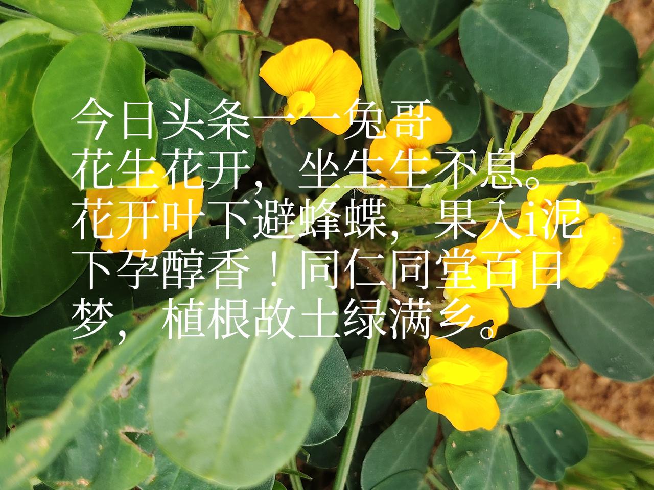 一一兔哥