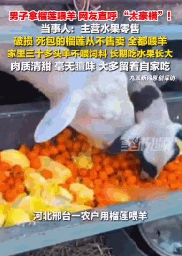 农户回应用榴莲喂羊：坚持了两年，羊肉肉质清甜，还没有膻味！

河北邢台一位水果店