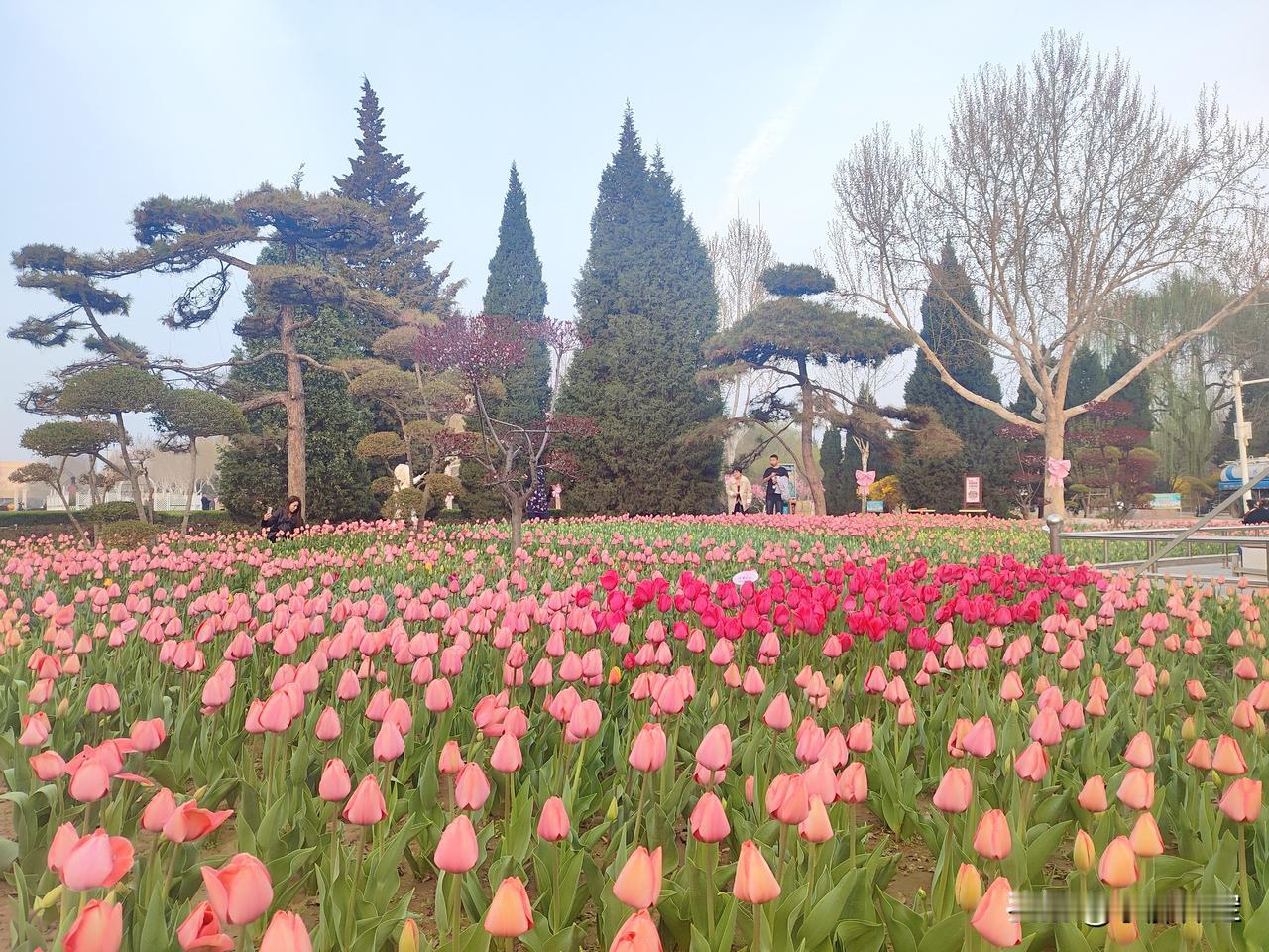 保定人速冲！植物园郁金香开放，免费打卡超出片！ 
一年一度郁金香节拉开序幕，就在