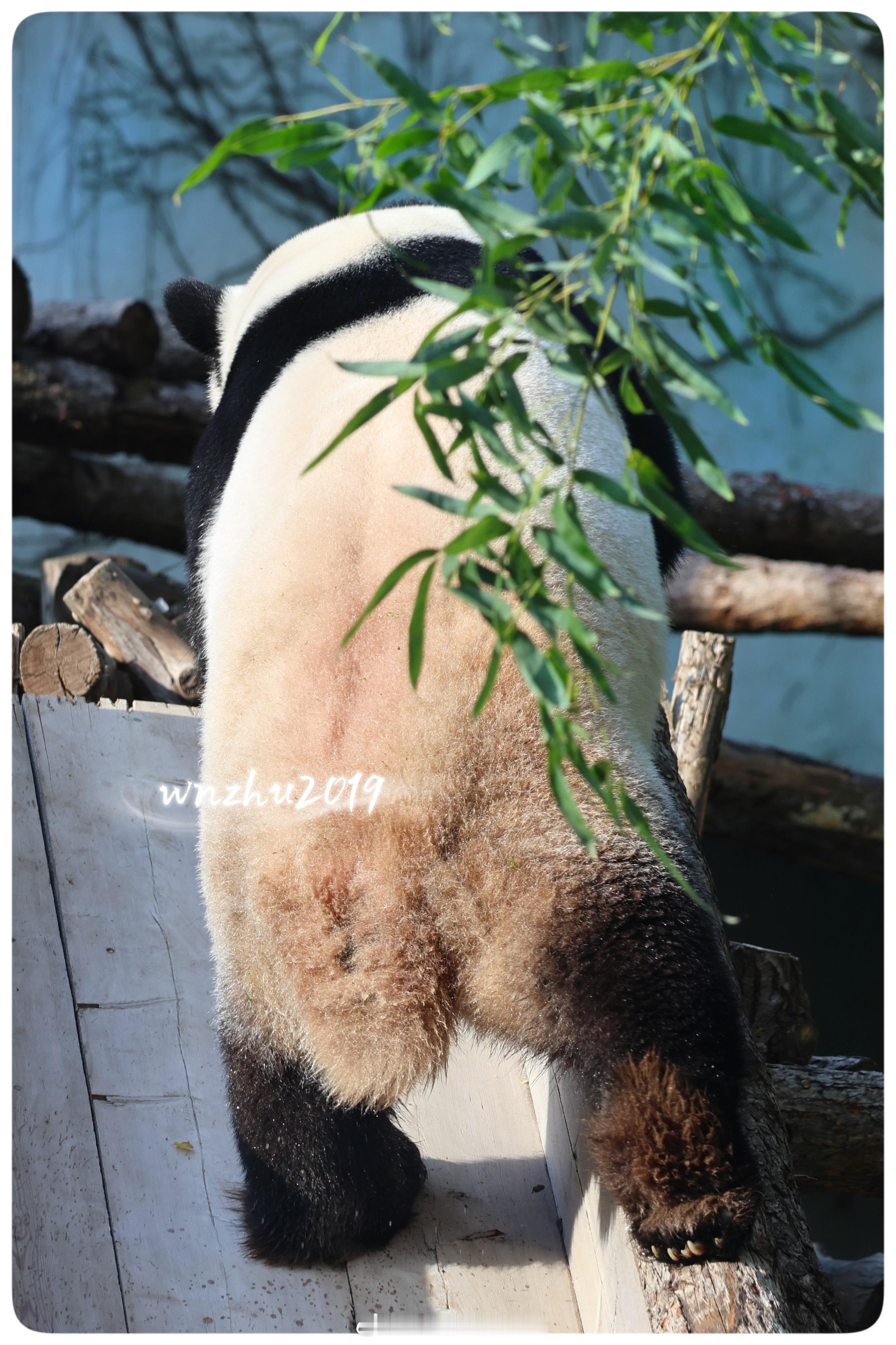 大熊猫萌兰 小猪么，想挠他脚心 