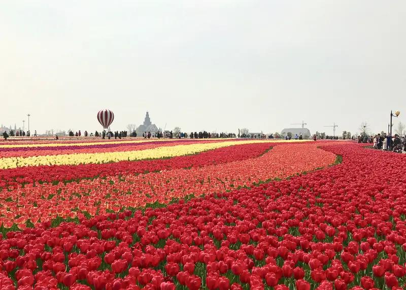 今天上午去公园溜达，随手拍了张超美的照片。照片里是一片盛开的郁金香花海，红的、黄