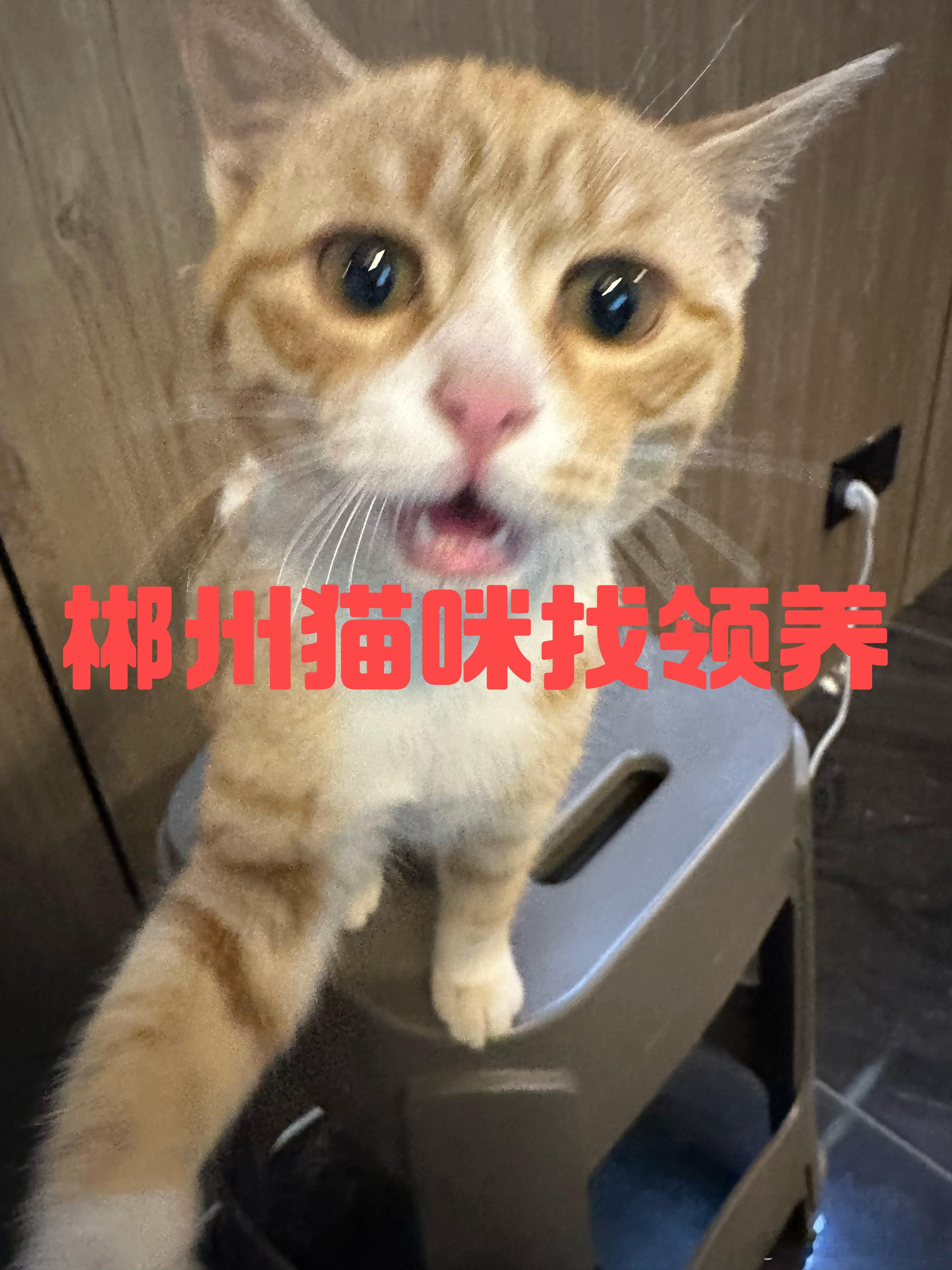 郴州给可爱猫猫找个家 猫咪收养 郴州市  工作时看见的猫，被粘鼠板粘住了废了好大