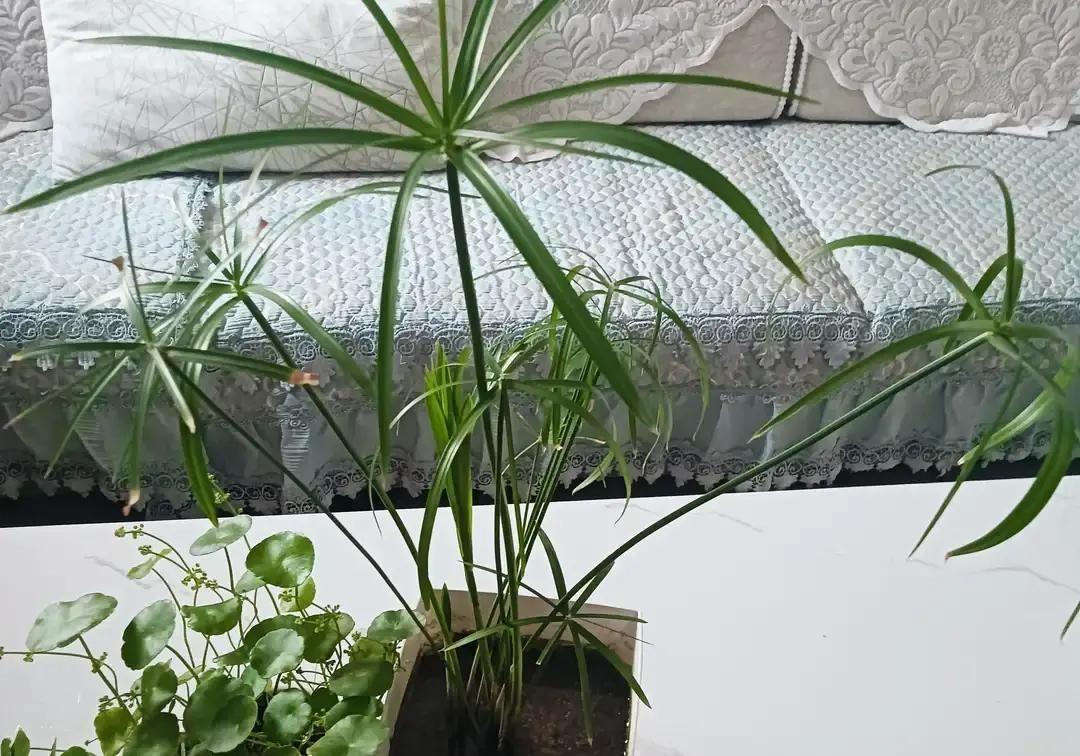 房子免费给表哥住了整整三年，一分钱没收，收房时他反而掏出一张2万8的清单，逼着我