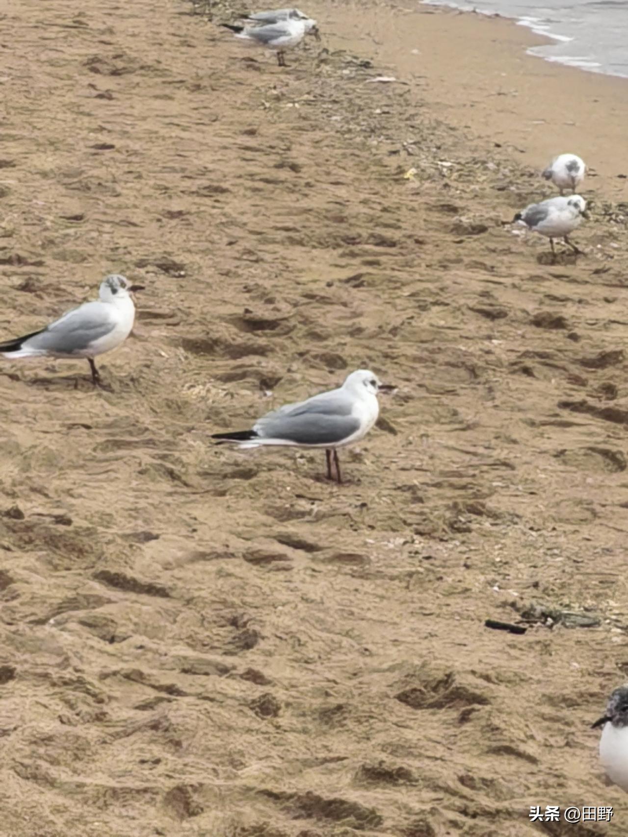 记录我的2026，去海边看海鸥，海鸥与人共和谐。